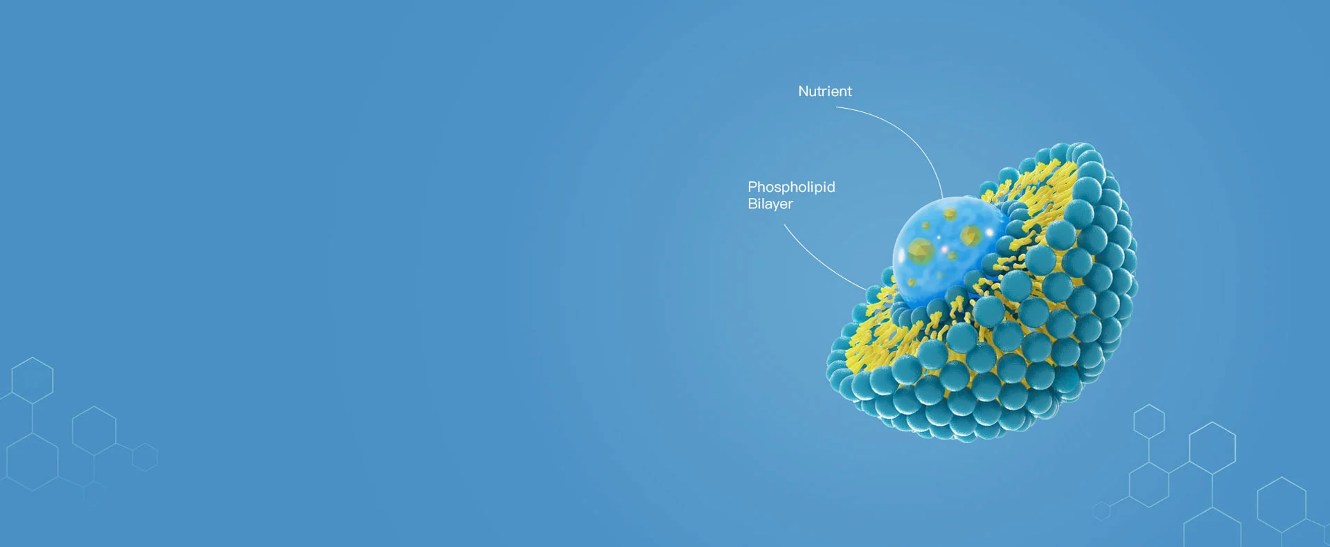 Technologie de liposome co-chargée sur champ naturel