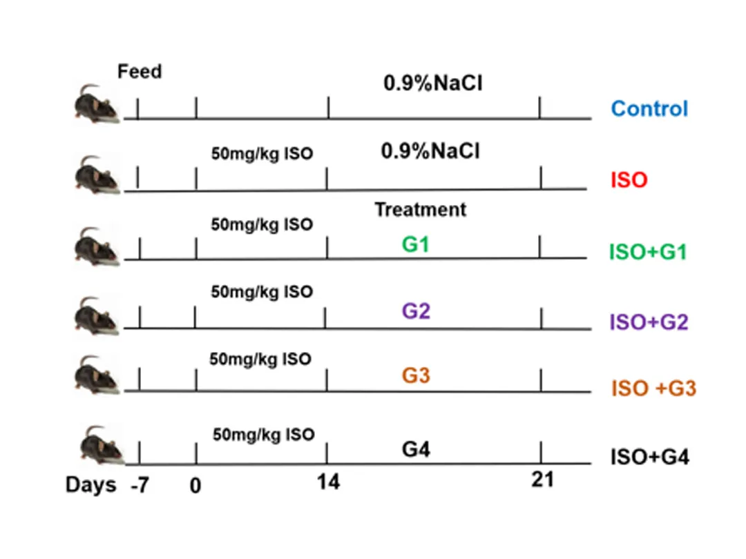 Une nouvelle force protectrice pour la santé cardiovasculaire: l'approche innovante du NFLIpo®Liposomes CoQ10 co-chargés
